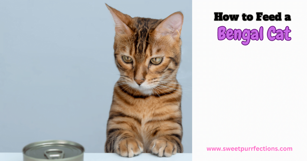 How to feed a Bengal Cat Featured Image