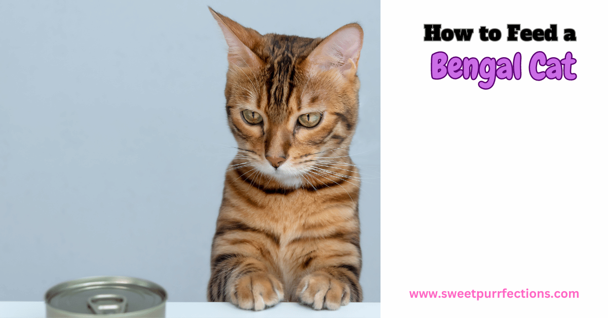 How to feed a Bengal Cat Featured Image