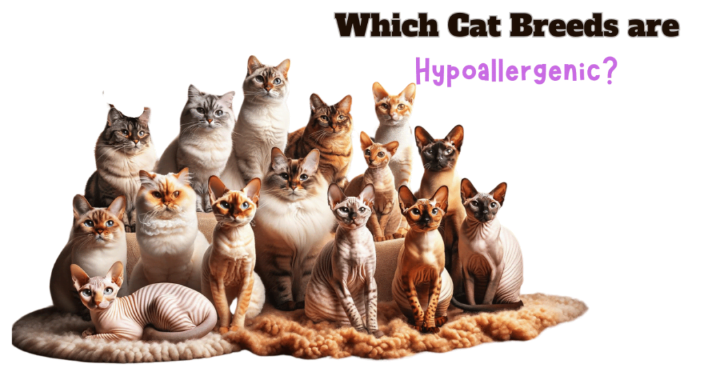 Hypoallergenic Cat Breeds Featured image