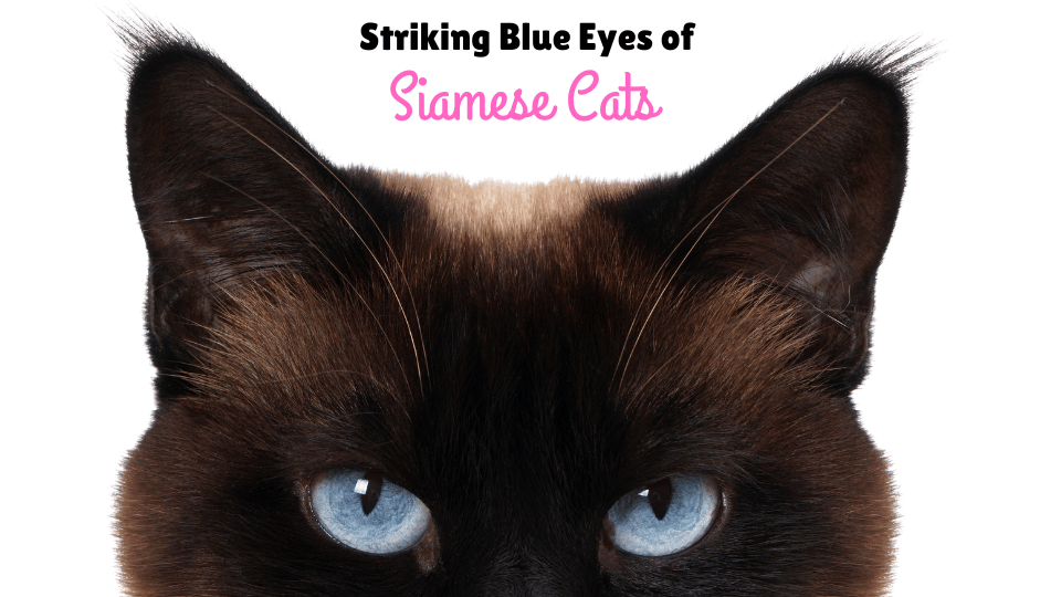 Image focusing on the Siamese Cat blue eyes as one of the physical characteristics