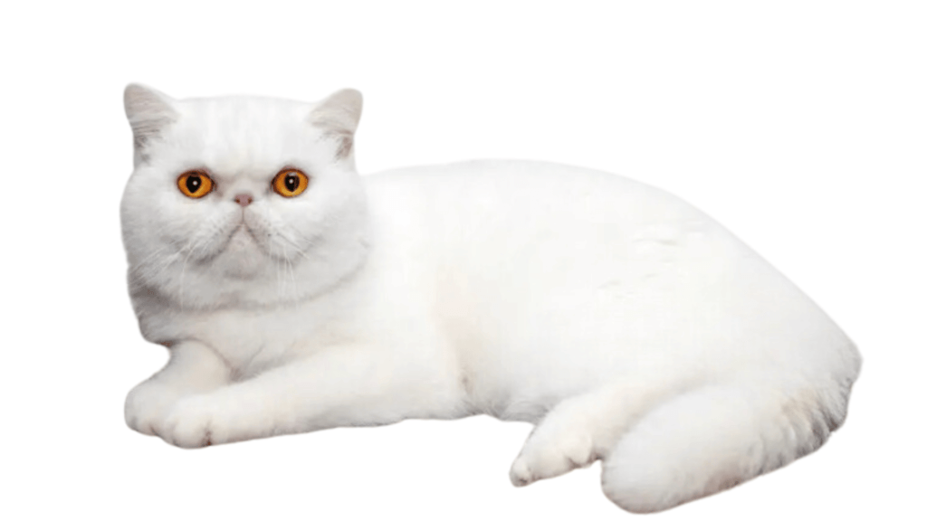 Image of Shorthair Persian Cat White