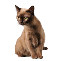 Image of a Burmese cat listed as one of the Brachycephalic Cat Breeds 