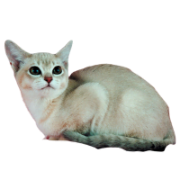 Image of a Burmilla Cat listed as one of the  brachycephalic cat breed