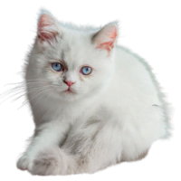 Image of Napoleon (minuet) cat listed as one of the brachycephalic cat breeds