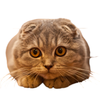Image-of-a-Scottish-fold-Cat portrayed as a cuddlier cat than Bengal Cats