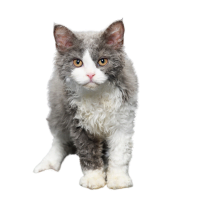 Image of a Selkirk Rex listed as one of the Brachycephalic Cat breeds