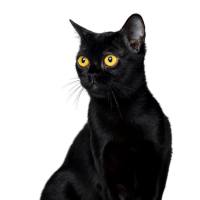 Image of a bombay cat listed as one of the brachycephalic cat breeds