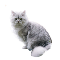 Image of a British Longhair Cat listed as one of the brachycephalic cat breeds