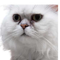 Image of a silver shaded Persian cat listed as one of the brachycephalic cat breeds