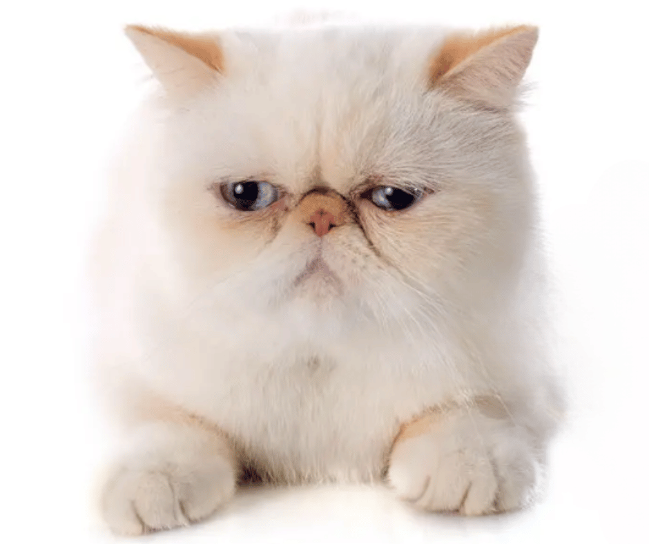 Image-of-an-exotic-shorthair-persian-cat-white-front-view listed as one of the Brachycephalic Cat Breeds