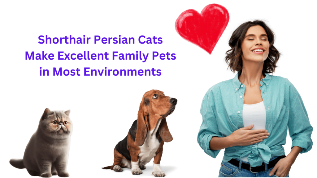 Image showing that Shorthair persian cats make an excellent family member