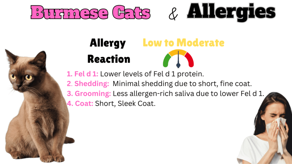 Infographic showing how hypoallergenic Burmese Cats are and why