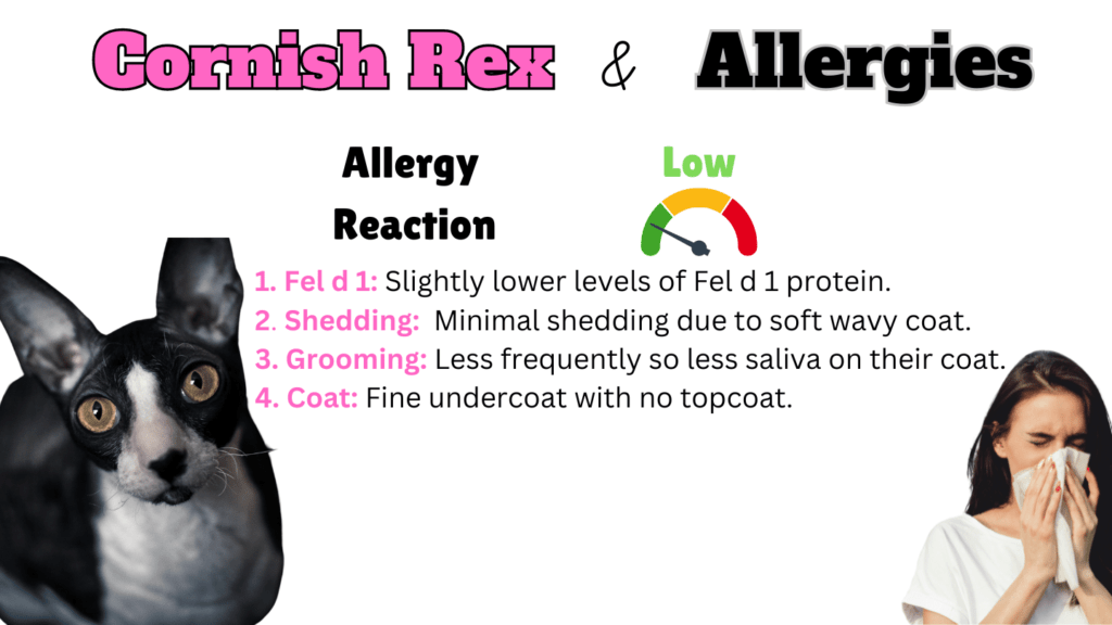 Infographic showing how hypoallergenic Cornish Rex Cats are and why