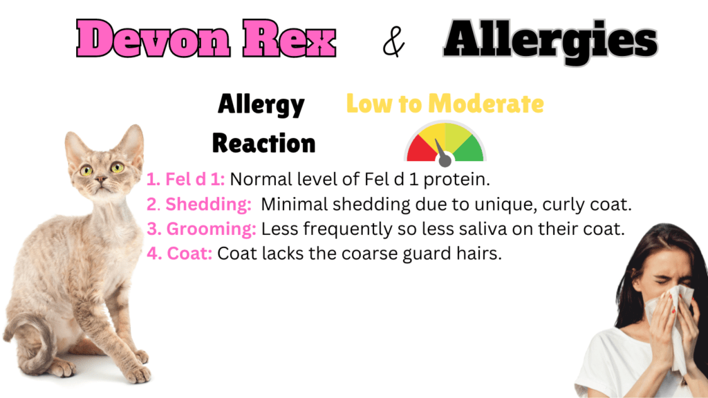 Infographic showing how hypoallergenic Devon Rex Cats are and why