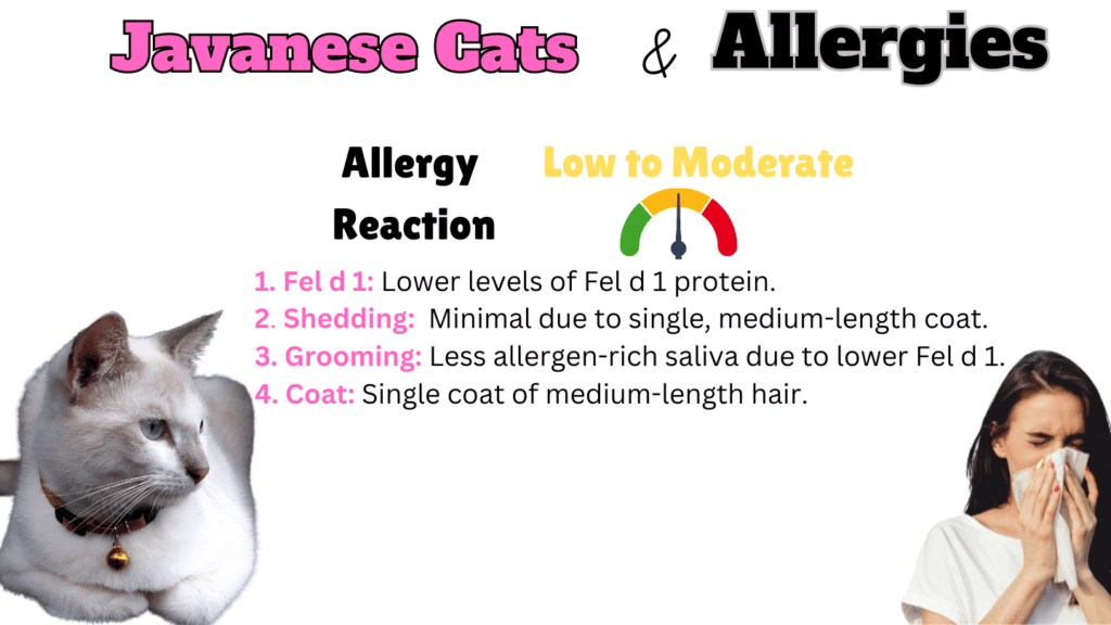 Infographic showing how hypoallergenic Javanese Cats are and why