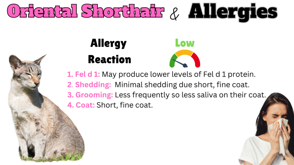 Infographic showing how hypoallergenic Oriental Shorthair Cats are and why