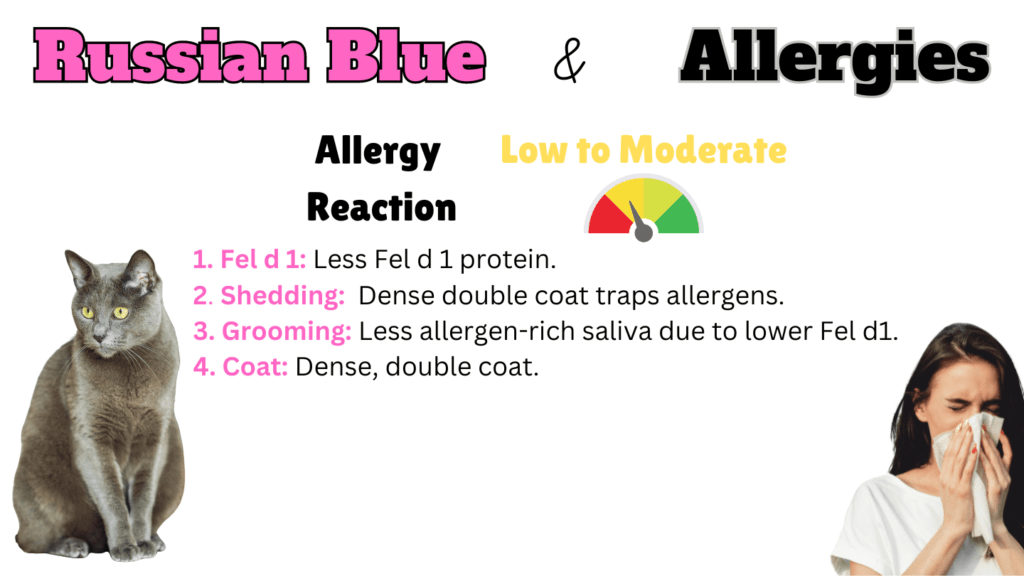 Infographic showing how hypoallergenic Russian Blue Cats are and why