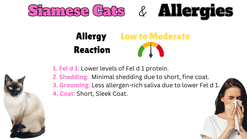 Infographic showing how hypoallergenic Siamese Cats are and why