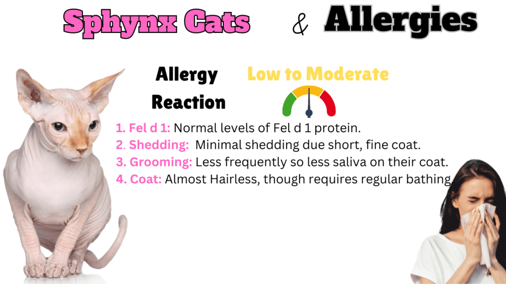 Infographic showing how hypoallergenic Sphynx Cats are and why