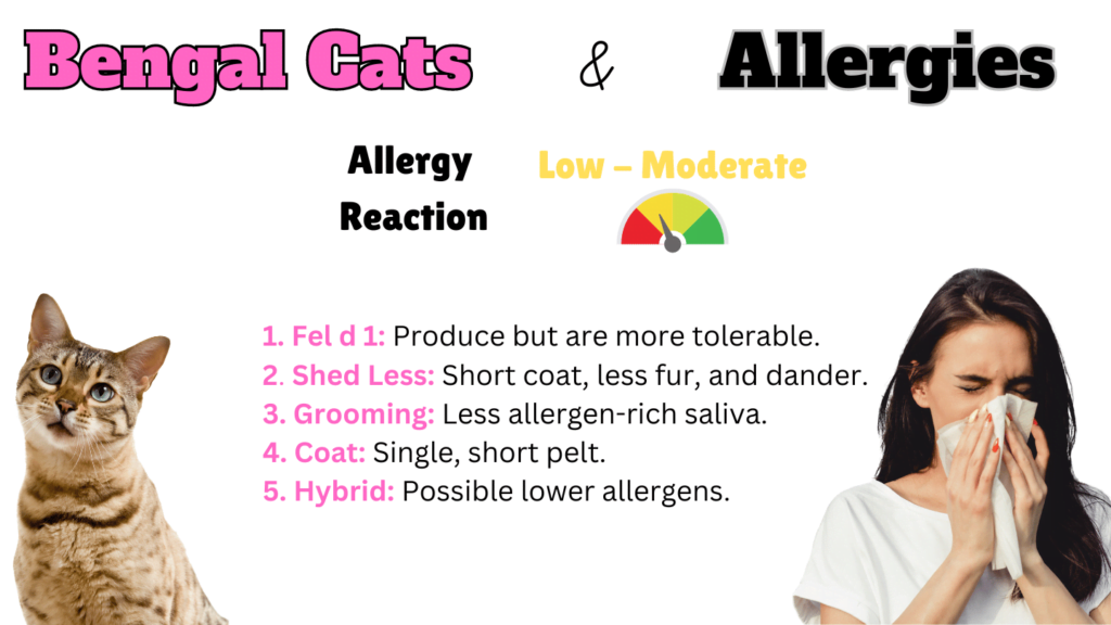 Infographic showing how hypoallergenic Bengal Cats are and why