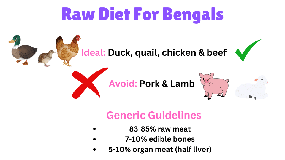 Key takeaways graphic for raw diet for Bengals