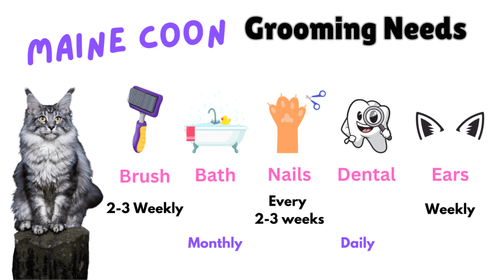 Maine Coon Cat Breed grooming needs infographic