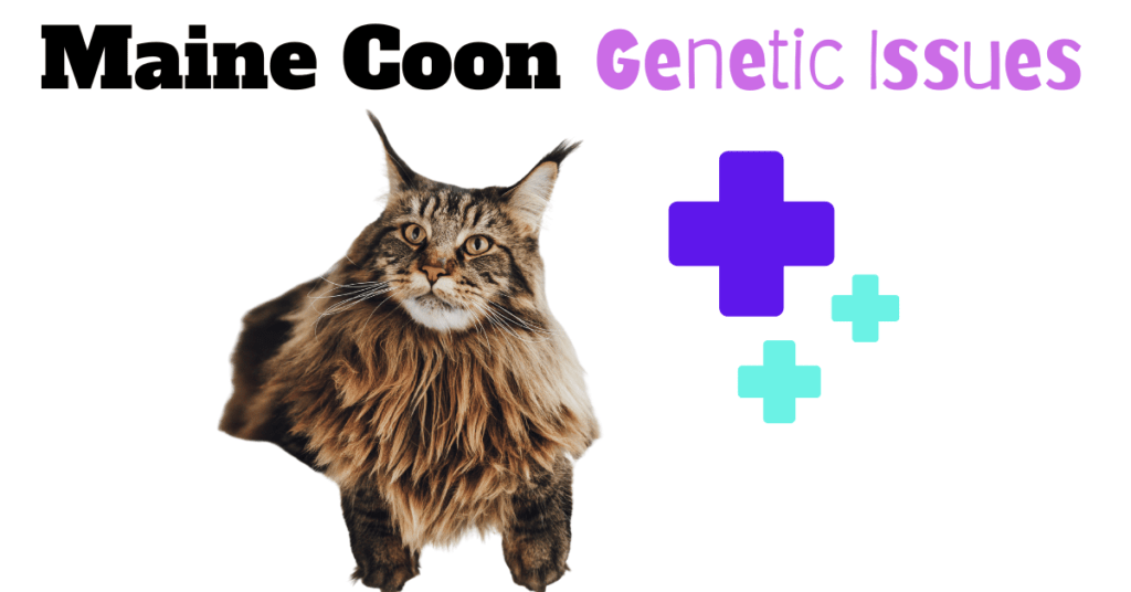 Five Genetic Diseases of Maine Coon Cats: Protect Your Gentle Giant