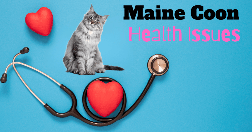 12 Maine Coon Cat Health Issues: Complete Overview from Genetic to Lifestyle