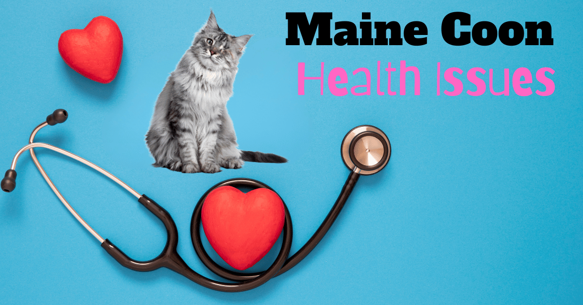 Maine Coon Cat Health Issues Featured Image