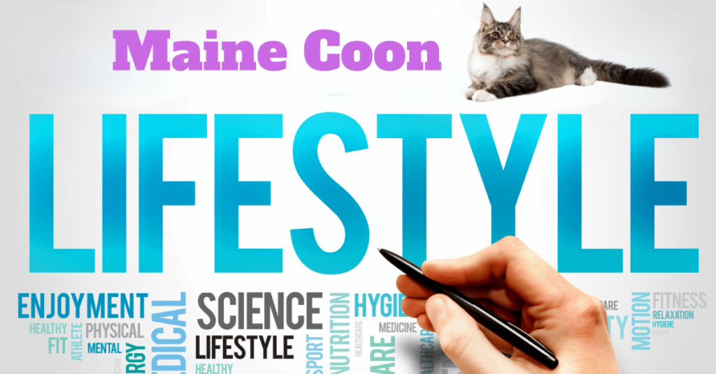 Maine Coon Cat Lifestyle Health Issues Featured Image