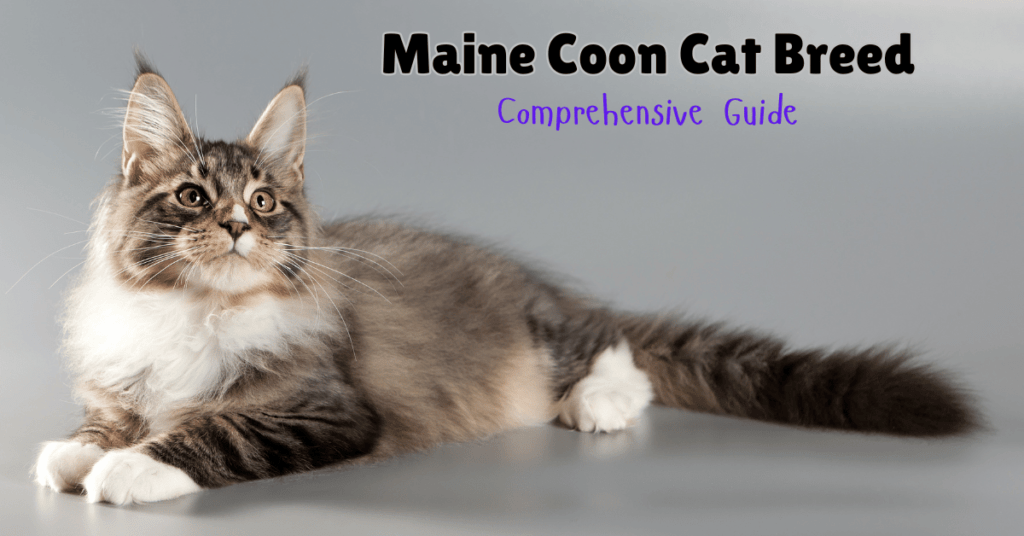 Getting to Know the Maine Coon Cat Breed: Size, Personality, and Lifestyle