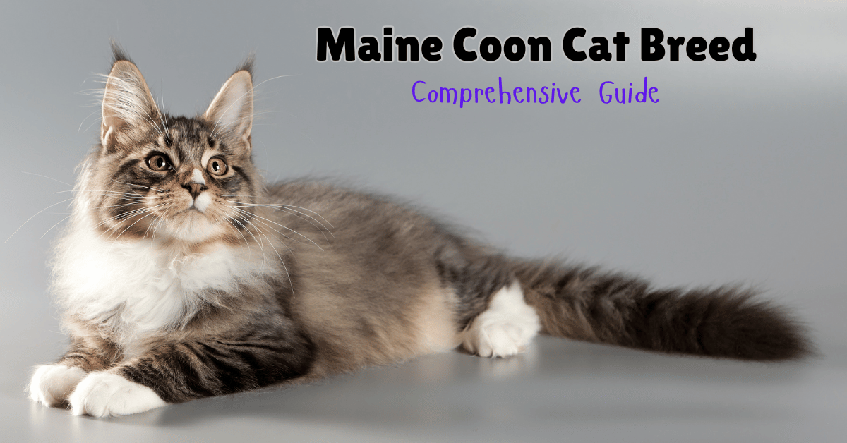 Maine Coon Cat breed featured image