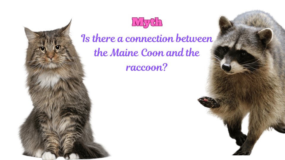 Visual exploring the Maine Coon and Raccoon Myth