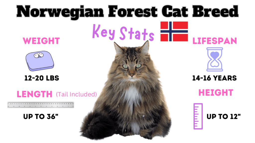 Infographic showing the Norwegian-Forest-Cat-Breed key Physical traits