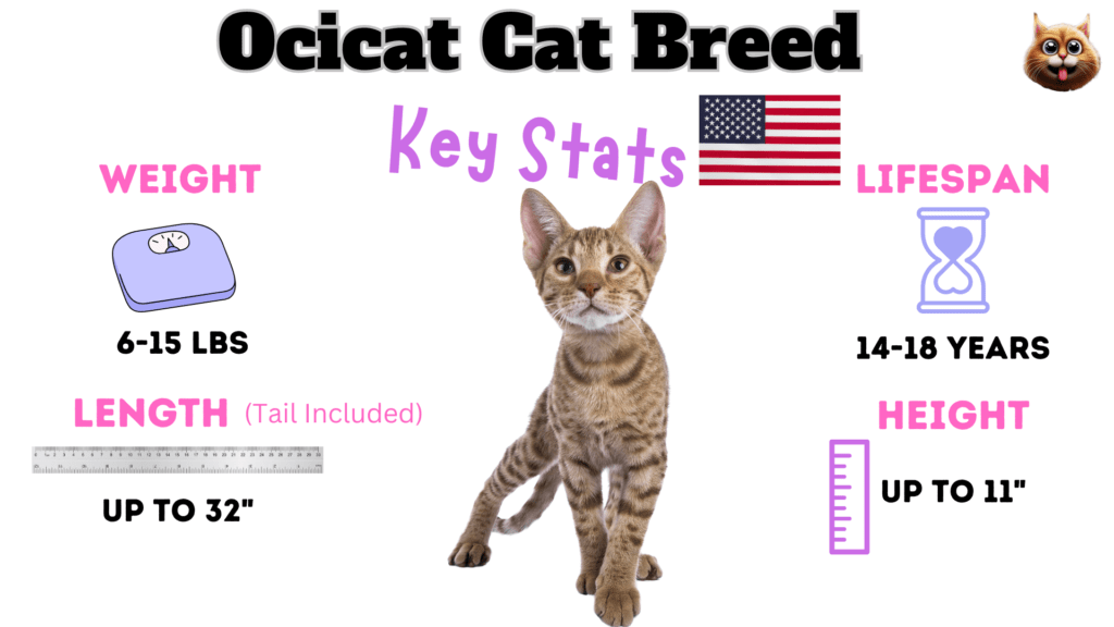 Ocicat cat Breed Key stats listed as one of the large cat breeds