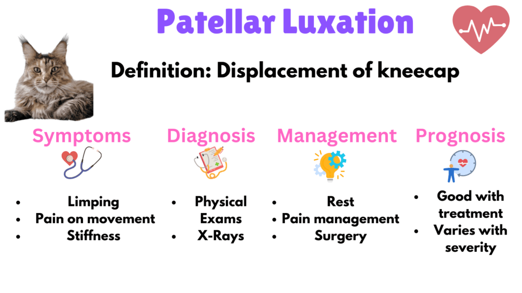 Infographic listing Patellar Luxation as a Maine Coon health issue