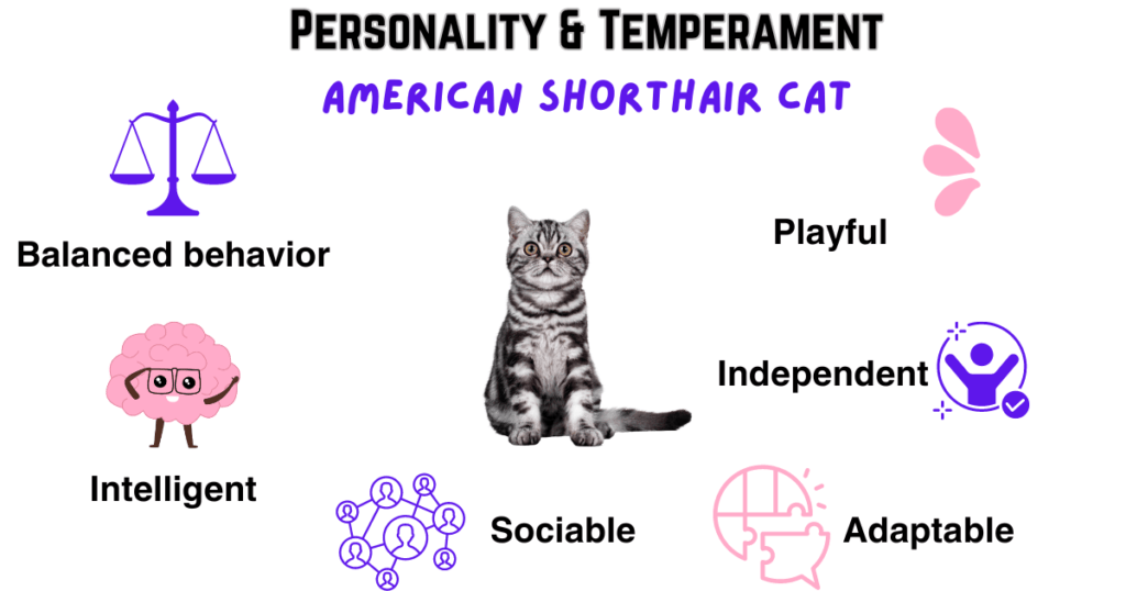 Personality and temperament of American Shorthair Cat infographic