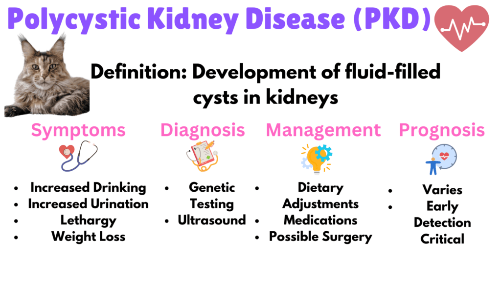 What is Polycystic Kidney Disease (PKD) infographic listed as one of the Genetic Diseases of Maine Coon Cats