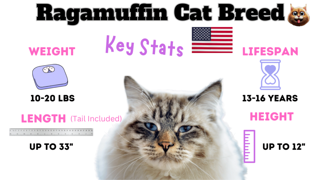 Ragamuffin Cat Breed Key stats as one of the large cat breeds