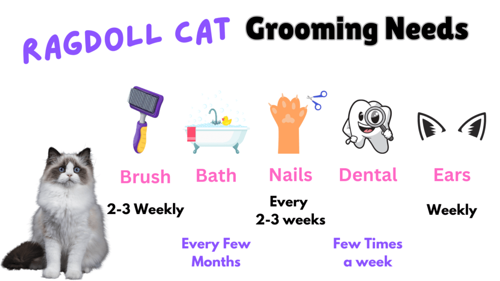 image showing the grooming requirements of a Black Ragdoll cat which is the same as any other Ragdoll