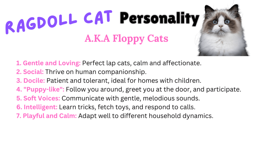 Visual showing a Ragdoll cat personality including all the different traits they possess