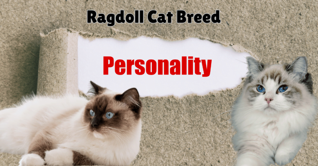 Ragdoll Cat Personality featured image