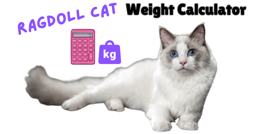 Ragdoll Cat Weight Calculator: Is your Ragdoll Overweight?