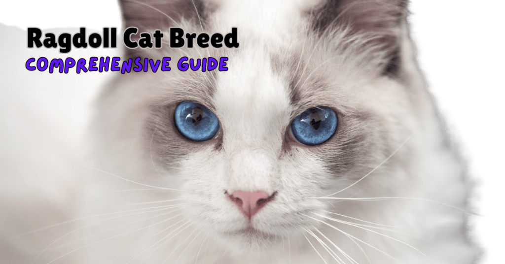 Celebrating the Ragdoll Cat Breed: Why They’re So Special