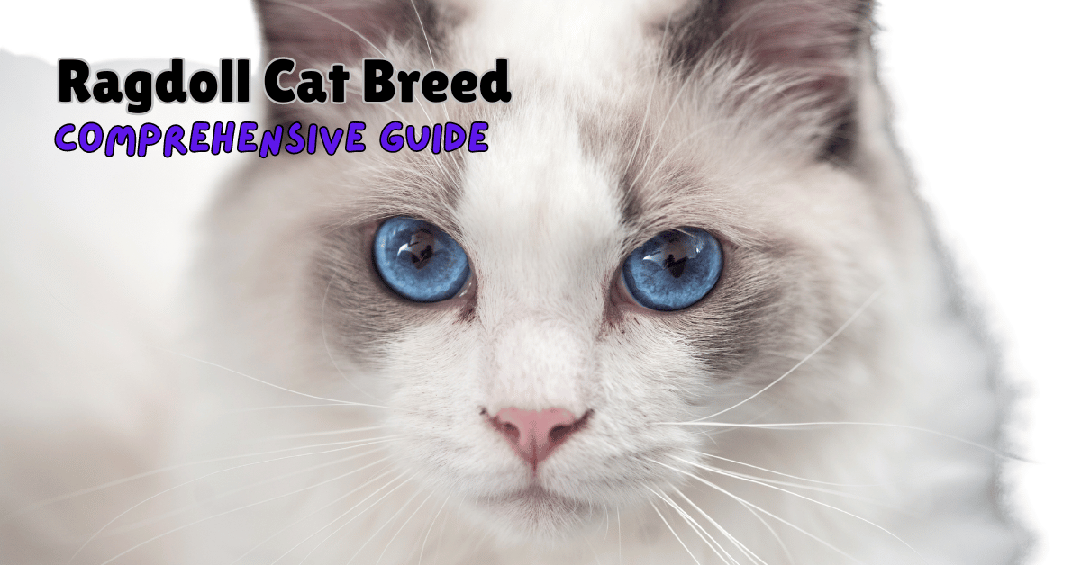 Ragdoll Cat breed featured image