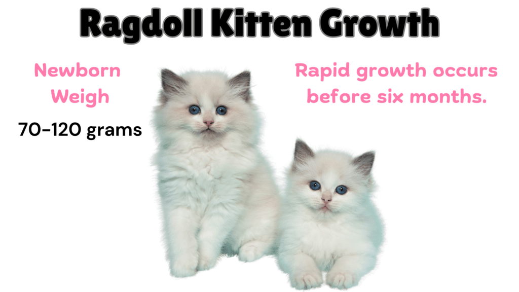 Ragdoll Kitten weight growth visual