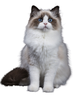 Ragdoll-cat-breed-image as one of the calmest cat breeds