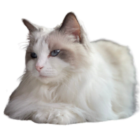 Ragdoll Senior