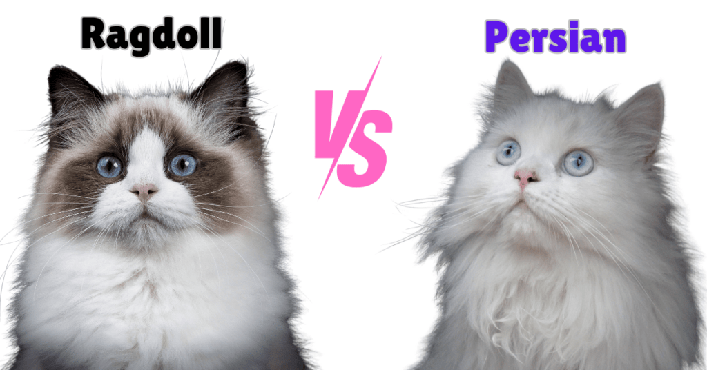 Ragdoll vs. Persian Cat: Comparing Two Adorable Breeds