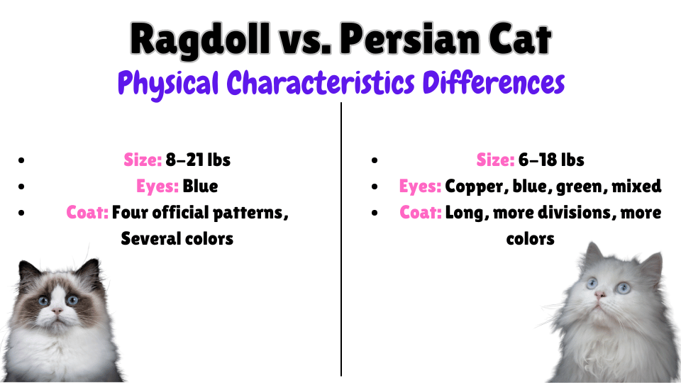 Ragdoll vs. Persian Cat Physical Characteristics key differences Visual